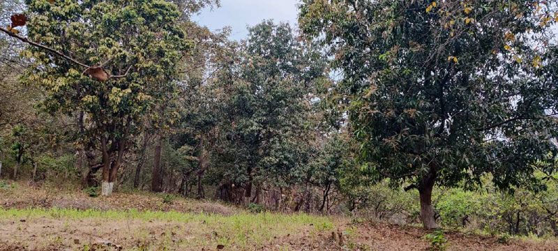 Waterfall, Mountain, Forest touch 1 to 5 acre land with big trees for sale at village Bhivpuri, Karjat.