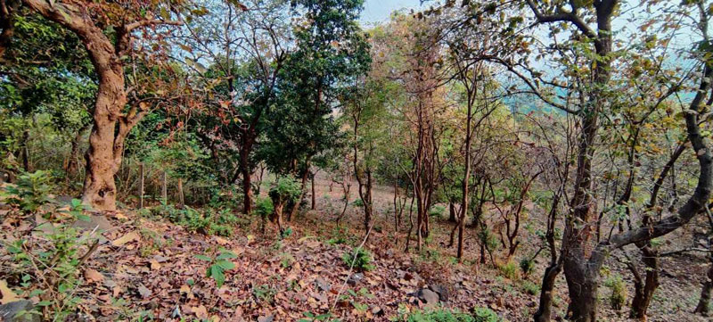 Waterfall, Mountain, Forest touch 45 guntha land with big trees for sale at village Bhivpuri, Karjat.