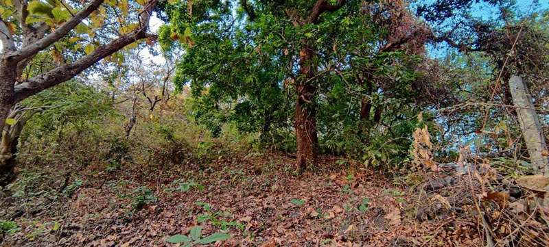 Waterfall, Mountain, Forest touch 45 guntha land with big trees for sale at village Bhivpuri, Karjat.