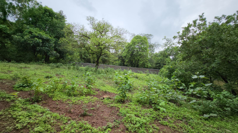 Mountain & Forest touch Agriculture land with big trees for sale at village Bhivpuri, Karjat.
