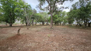 10 Acre mango wadi for sale at 18km from Karjat Station.