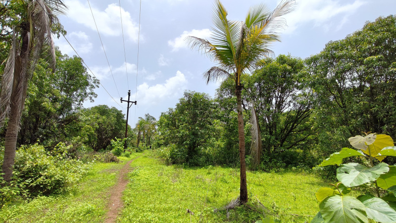 Taar Road touch 23 Acre Land For sale in karjat, With Big Trees of Mangoes.
