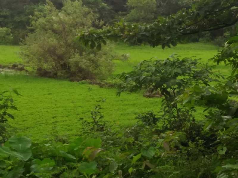 AVAILABLE FOR SALE.*  *8 Acres Agricultural Land.* *200 KMS. FROM  THANE.* *(Between Mandangadh & Dapoli)*