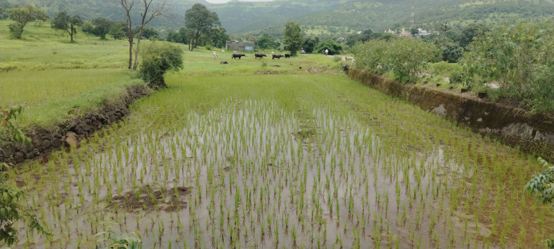 Farmhouse bungalow plot for sale