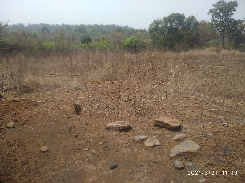 8.5 Acre Agricultural/Farm Land for Sale in Tala, Raigad