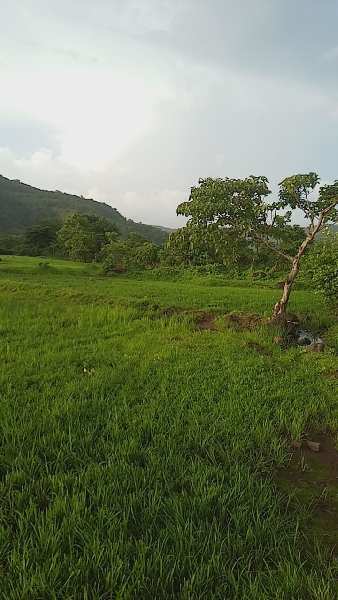 1000 Acre Agricultural/Farm Land for Sale in Mangaon, Raigad