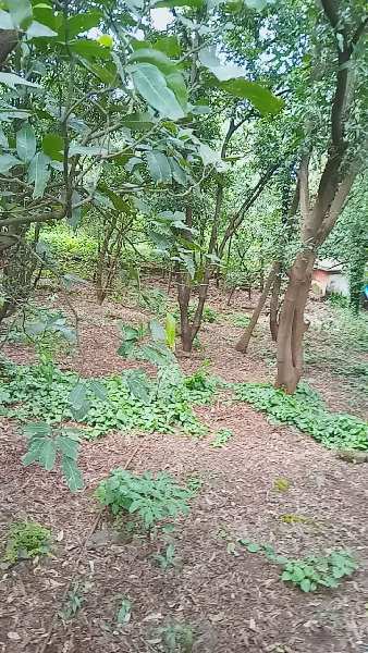 AgrIcultural/ Farmhouse Land for sale in Karjat