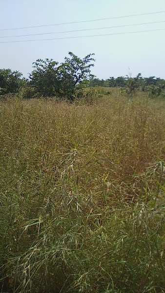 Agriculture / Farmhouse land for sale in Mangaon
