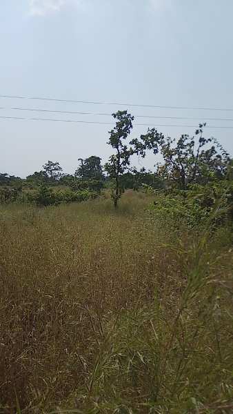 Agriculture / Farmhouse land for sale in Mangaon