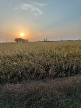 Property for sale in Machhiwara, Ludhiana