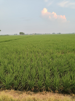 2.25 acre agricultural land for sale in doraha (ludhiana)