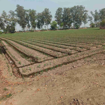 Property for sale in Jagraon, Ludhiana