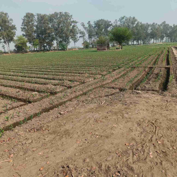 Property for sale in Jagraon, Ludhiana