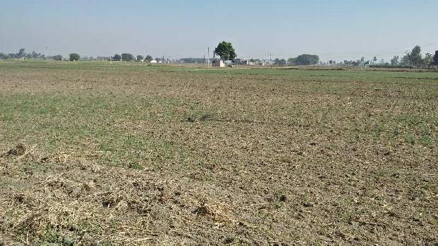 Agricultural/Farm Land for Sale in Payal, Ludhiana (12 Acre)