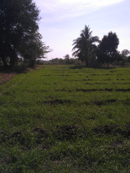 Agriculture Land For Sale at Pune Daund