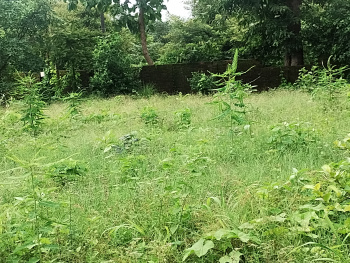 5 Acre Agricultural/Farm Land for Sale in Palghar East, Palghar