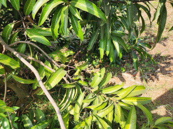 Farm Land Two Acre with Trees at Wada