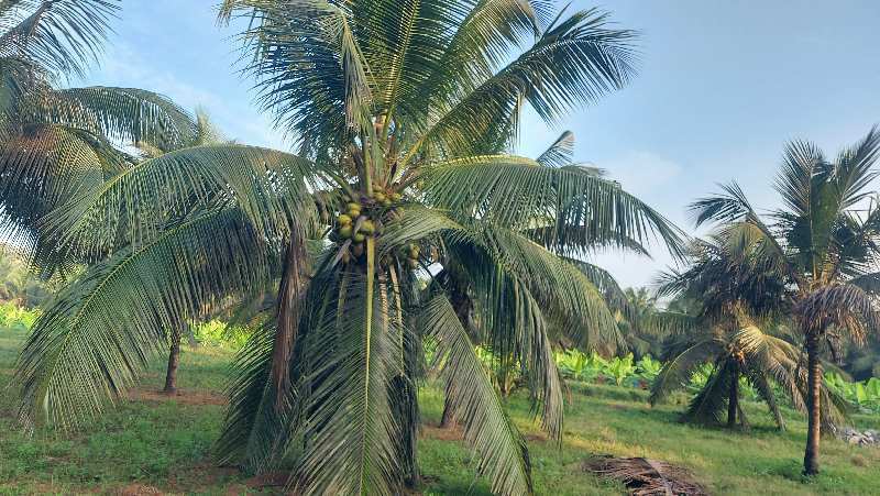 Coconut farm land sale