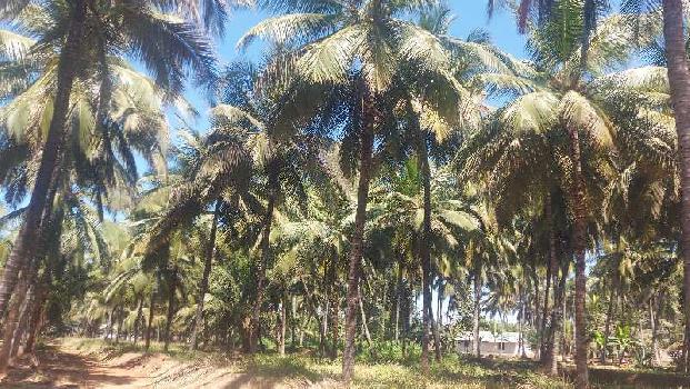 Coconut farm land sale Animali near