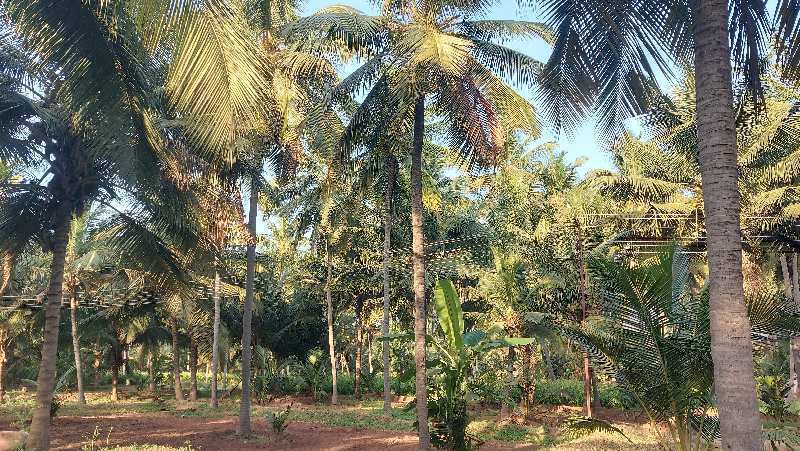 Coconut farm land