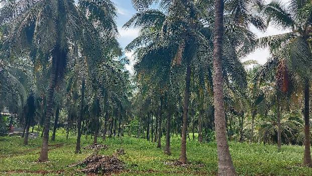 4 Acre Agricultural/Farm Land for Sale in Mahalingapuram, Coimbatore