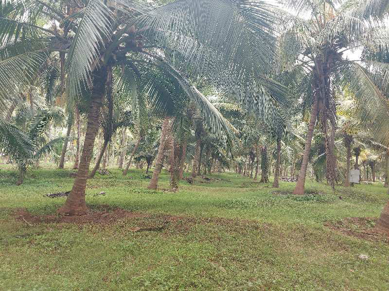 3 Ares Agricultural/Farm Land for Sale in Pollachi, Coimbatore