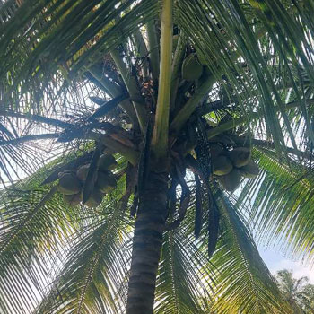 Good water condition coconut farm land sale