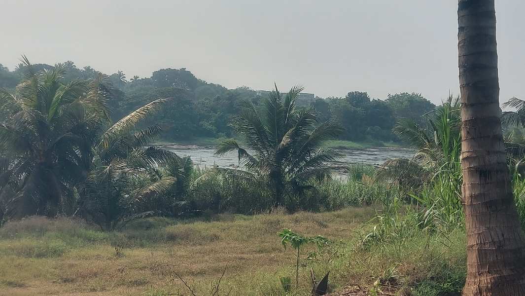 Aliyar river said coconut farm land sale