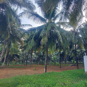 1 Ares Agricultural/Farm Land for Sale in Mahalingapuram, Coimbatore