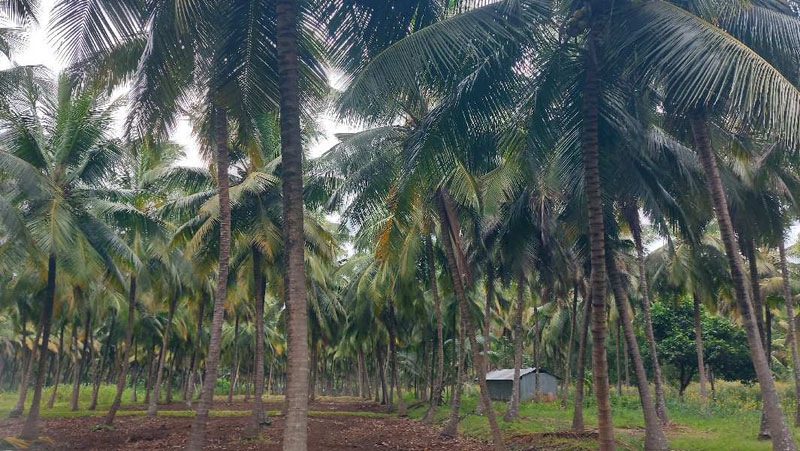 1 Acre Agricultural/Farm Land for Sale in Pollachi, Coimbatore
