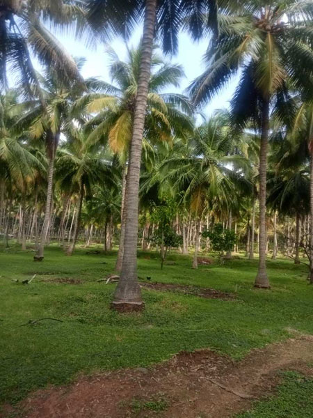 1 Ares Agricultural/Farm Land for Sale in Pollachi, Coimbatore