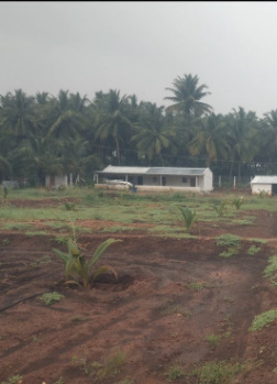 Aliyar dam near coconut farm land sale