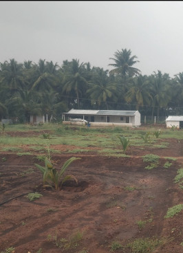 Aliyar dam near coconut farm land sale