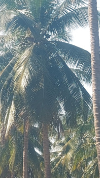 Pollachi to land 9km coconut farm land