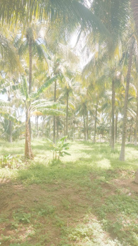 3 Acre Agricultural/Farm Land for Sale in Pollachi, Coimbatore