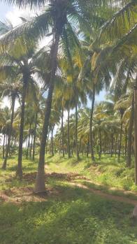 70 Acre Agricultural/Farm Land for Sale in Udayampalayam, Coimbatore