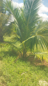 Property for sale in Udayampalayam, Coimbatore