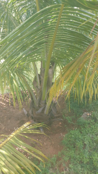 Property for sale in Udayampalayam, Coimbatore
