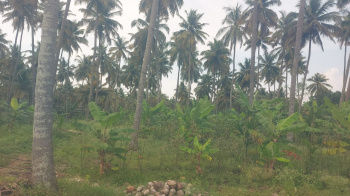 10 Acre Agricultural/Farm Land for Sale in Pollachi, Coimbatore