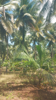 350 Cent Agricultural/Farm Land for Sale in Pollachi, Coimbatore