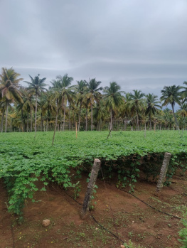 10 Acre Agricultural/Farm Land for Sale in Pollachi, Coimbatore