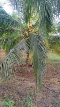Property for sale in Achipatti, Coimbatore