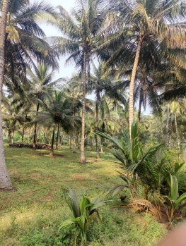 Pollachi to aliyar dam road nearly coconut farm sales