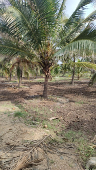 Agricultural/Farm Land for Sale in Pollachi, Coimbatore (1 Acre)