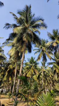 Bus Stop nearly coconut farm house land sales