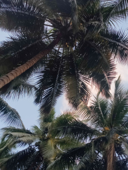 2 acra 90 cent coconut farm sales
