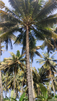 Agricultural/Farm Land for Sale in Anaimalai, Coimbatore (1 Acre)