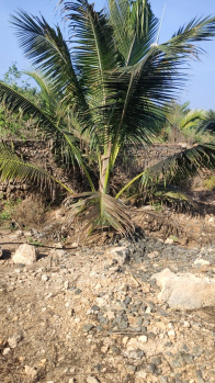 Agricultural/Farm Land for Sale in Pollachi, Coimbatore (1 Acre)