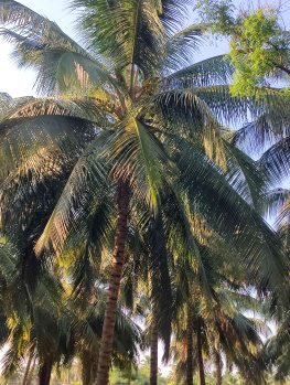 Bus route face coconut farm land sales