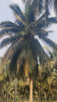 Aliyar river said coconut farm sales